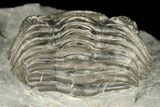 Wide Eldredgeops Trilobite Fossil - Hamburg, New York #188879-3